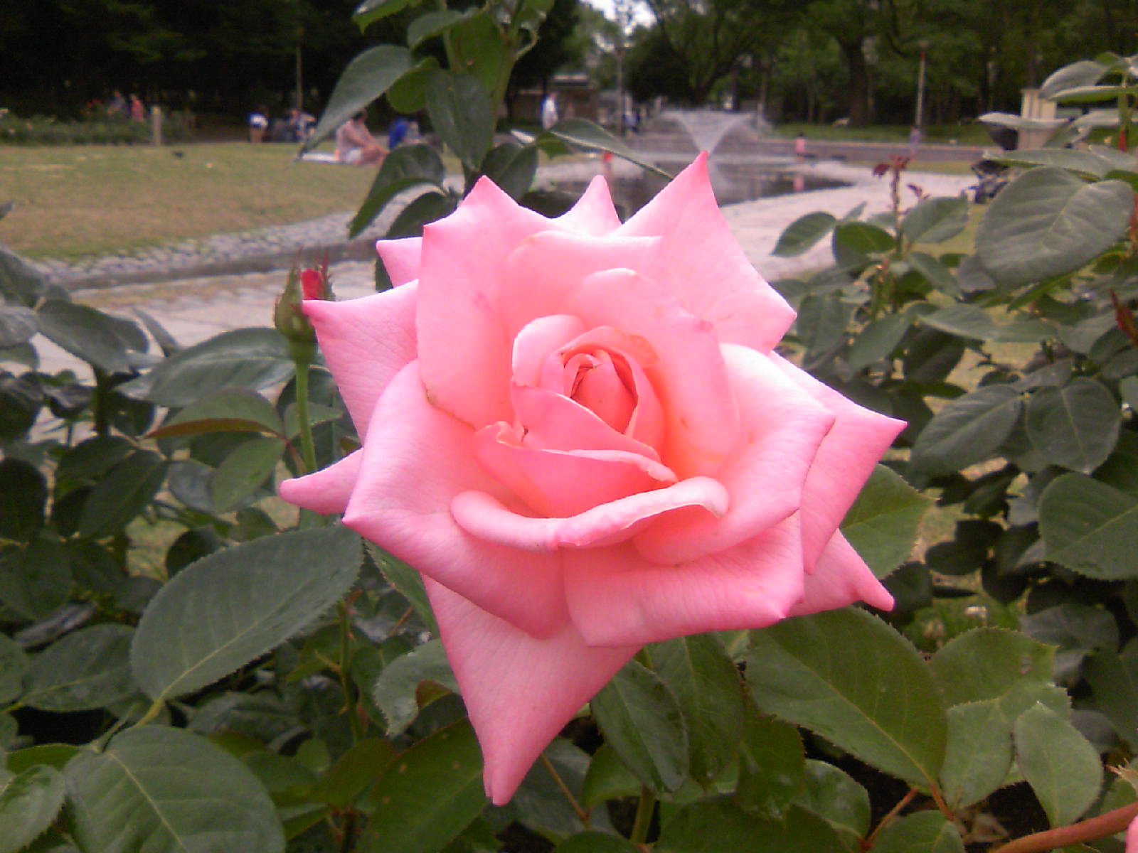 b0009106_20494837.jpg