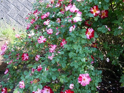 c0117007_15831.jpg