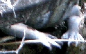 e0103408_1239169.gif