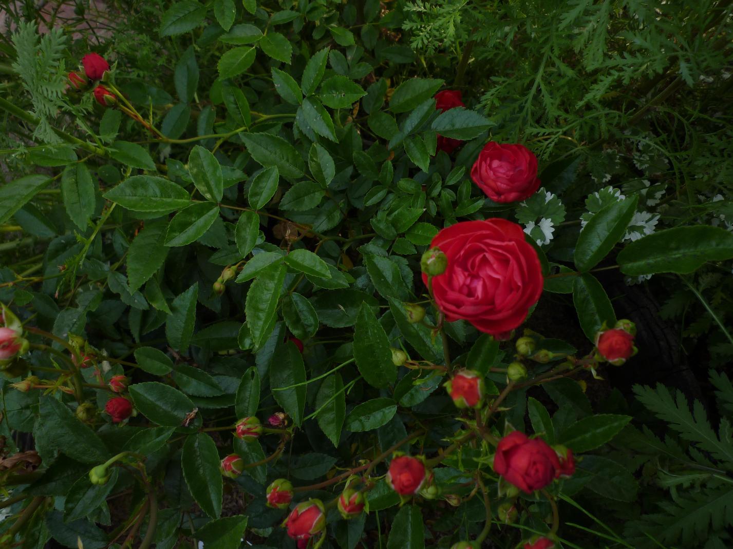 b0035611_21214267.jpg