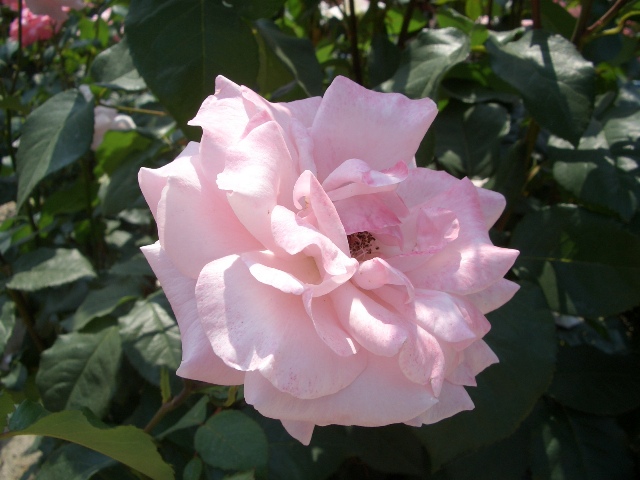 e0033713_100728.jpg