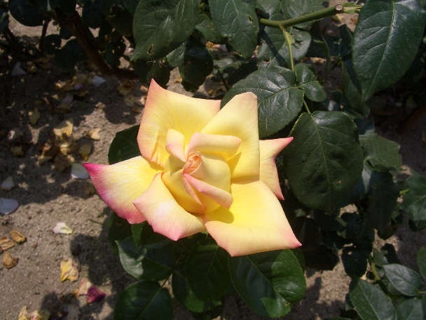e0033713_10103135.jpg