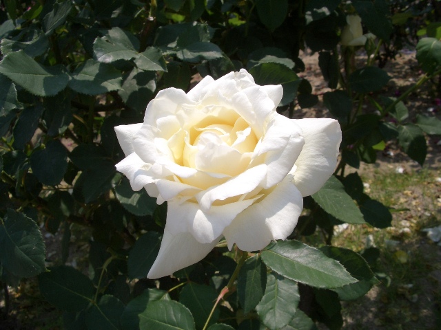 e0033713_1021413.jpg