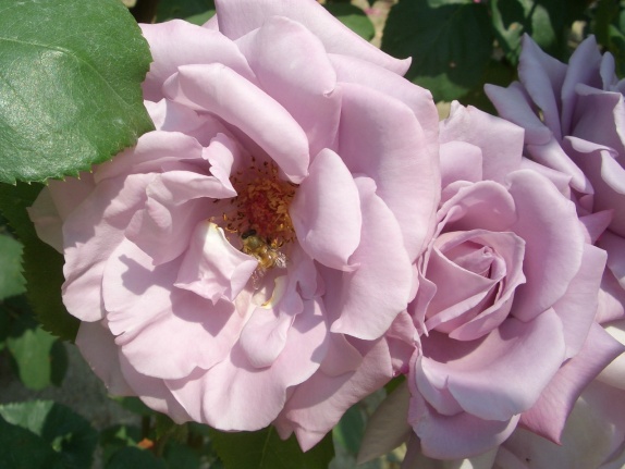 e0033713_1035784.jpg