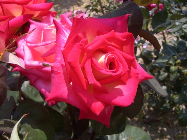 e0033713_9585866.jpg