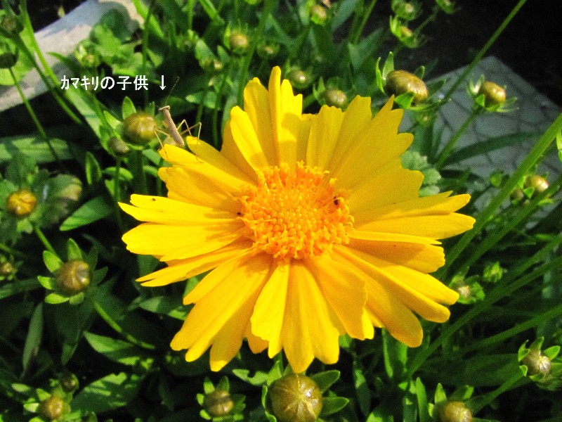 a0004023_20524813.jpg