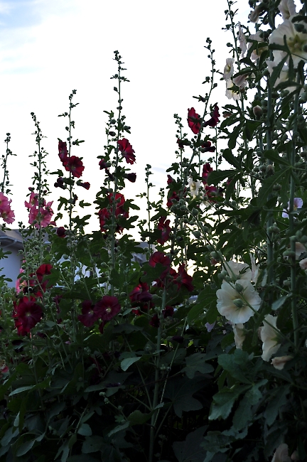 a0092032_1322789.jpg