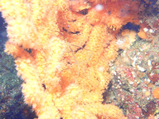 e0065350_1832625.jpg