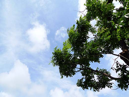 e0050753_21411218.jpg