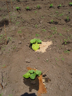 e0004756_2155153.jpg
