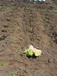 e0004756_217145.jpg