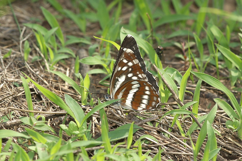 f0090680_2020142.jpg