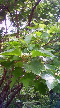 a0130586_2157146.jpg