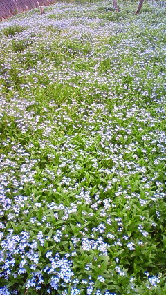 a0130586_2242957.jpg