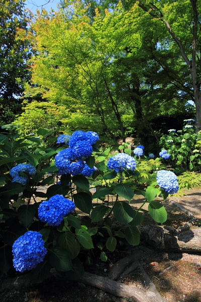 e0051888_2332253.jpg