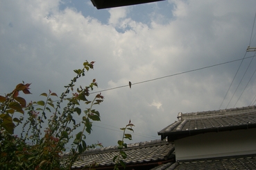f0234892_2371518.jpg