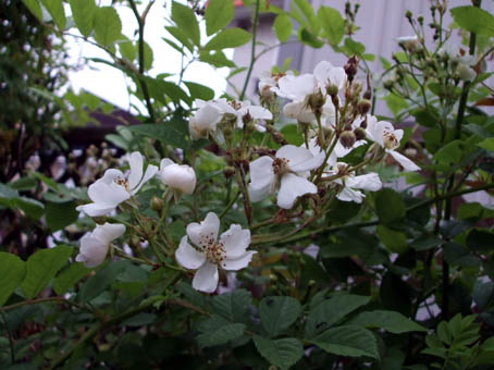 f0019498_19122938.jpg
