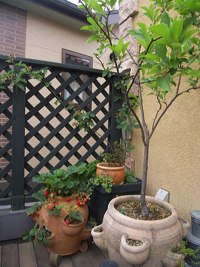 f0065604_23233511.jpg