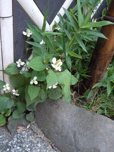 c0101913_717887.jpg