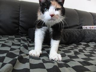 c0201113_23391546.jpg