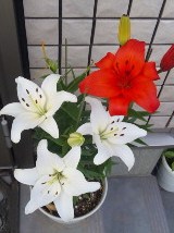 c0201113_2373969.jpg