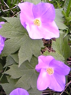 f0028123_20434248.jpg