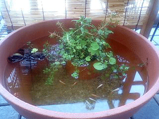 d0048332_19554752.gif