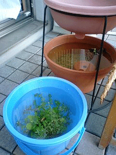 d0048332_19571847.gif