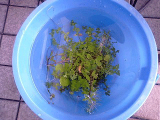d0048332_2072620.gif
