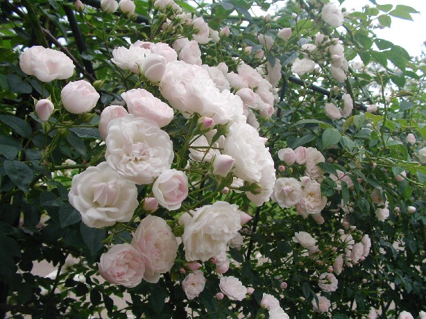 f0002833_1924146.jpg