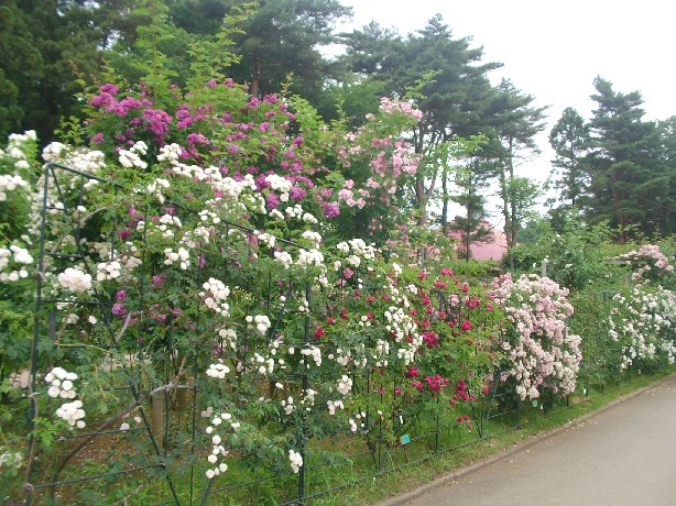 f0002833_193416.jpg