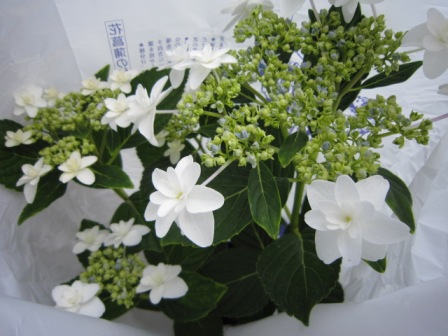 c0025140_1673640.jpg