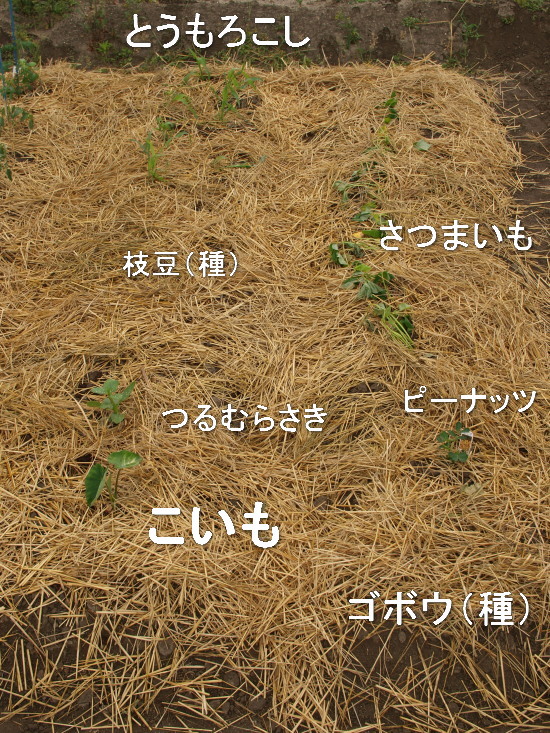 c0072843_10473338.jpg
