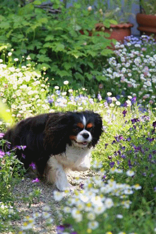 c0145250_1213640.gif