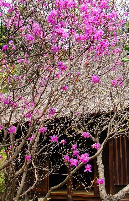 c0119160_2332227.jpg