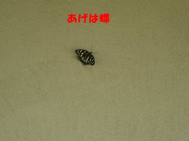 b0113663_9134694.jpg