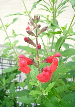 c0186463_1724496.jpg