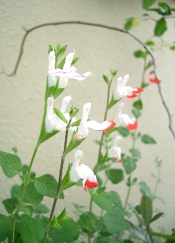 c0186463_1726797.jpg