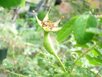 c0186463_1833398.jpg