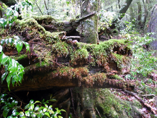 c0048265_160394.jpg