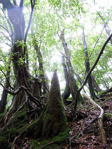 c0048265_1742176.jpg