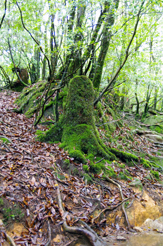 c0048265_1744667.jpg