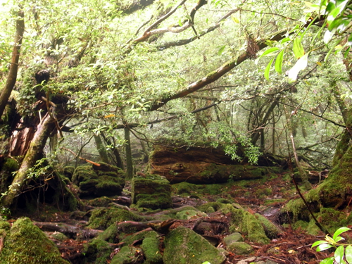 c0048265_18103279.jpg