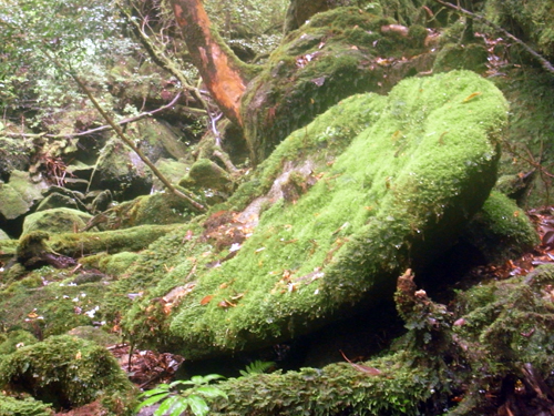 c0048265_188937.jpg