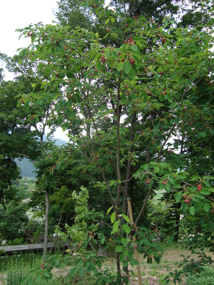 d0152765_190367.jpg