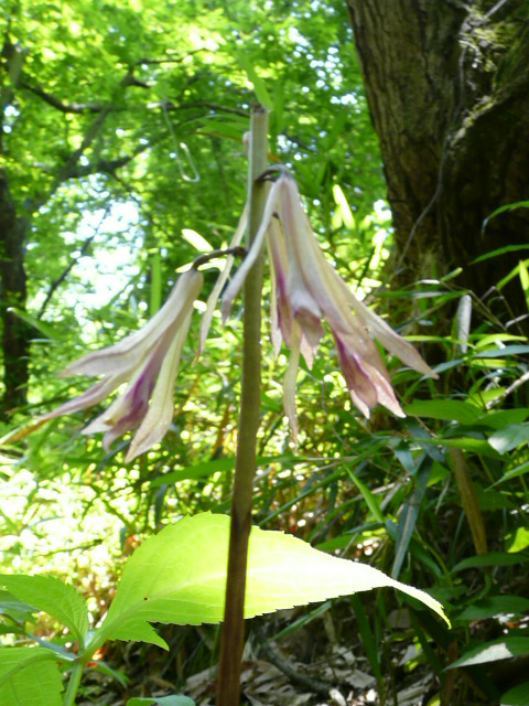 e0145782_15511681.jpg