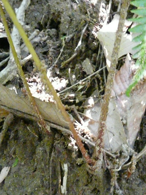 e0145782_15522826.jpg