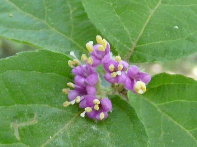 e0145782_15531531.jpg
