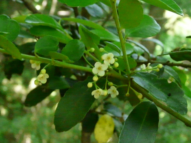 e0145782_15533662.jpg