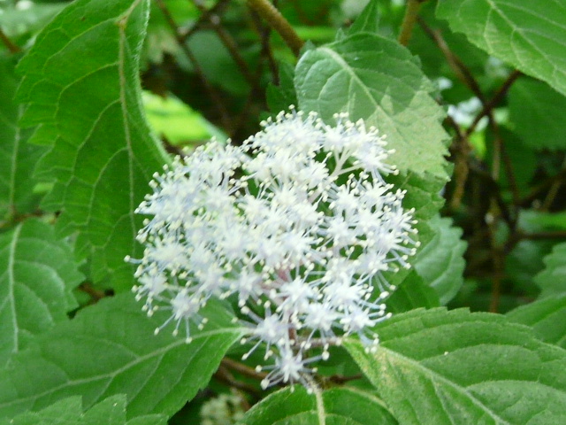 e0145782_1554185.jpg